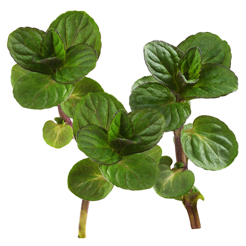 Wholesale Koppert Cress Case Micro Mint- Bulk