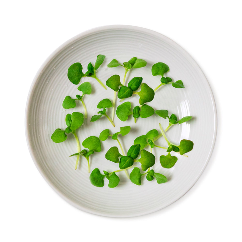 Wholesale Koppert Cress Case Micro Basil- Bulk