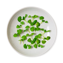 Wholesale Koppert Cress Case Micro Basil- Bulk