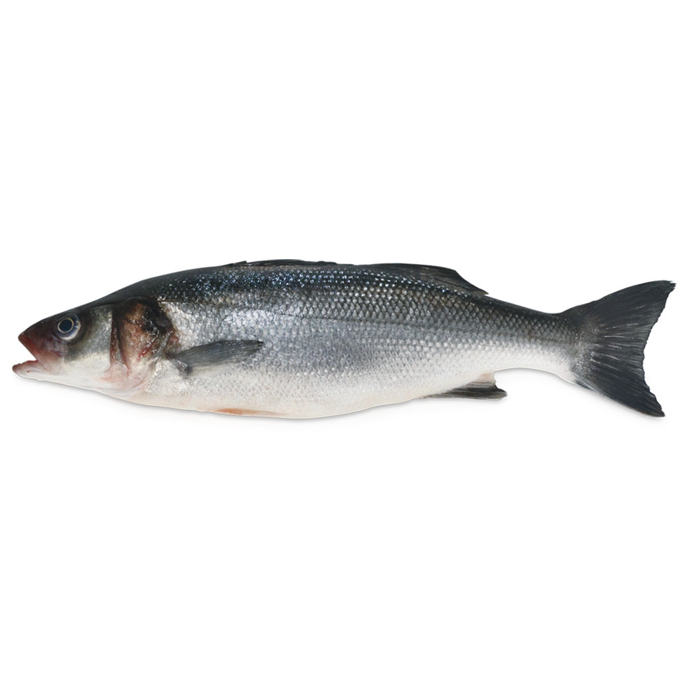 Wholesale Greece Farmed Case 400/600G Fresh Whole S&G Branzino- Bulk