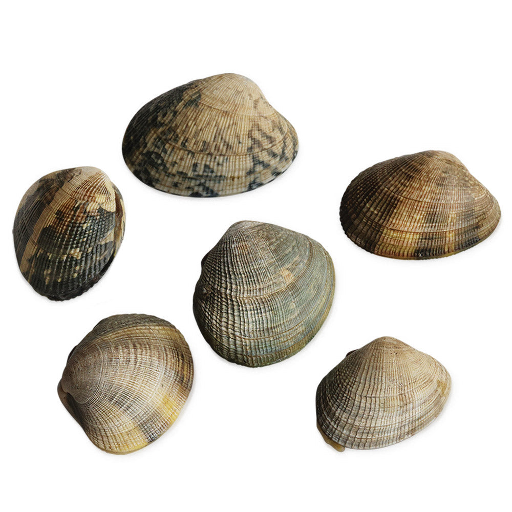 Wholesale BoxNCase Case Clam Chowder Quahog- Bulk
