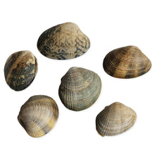 Wholesale BoxNCase Case Clam Chowder Quahog- Bulk