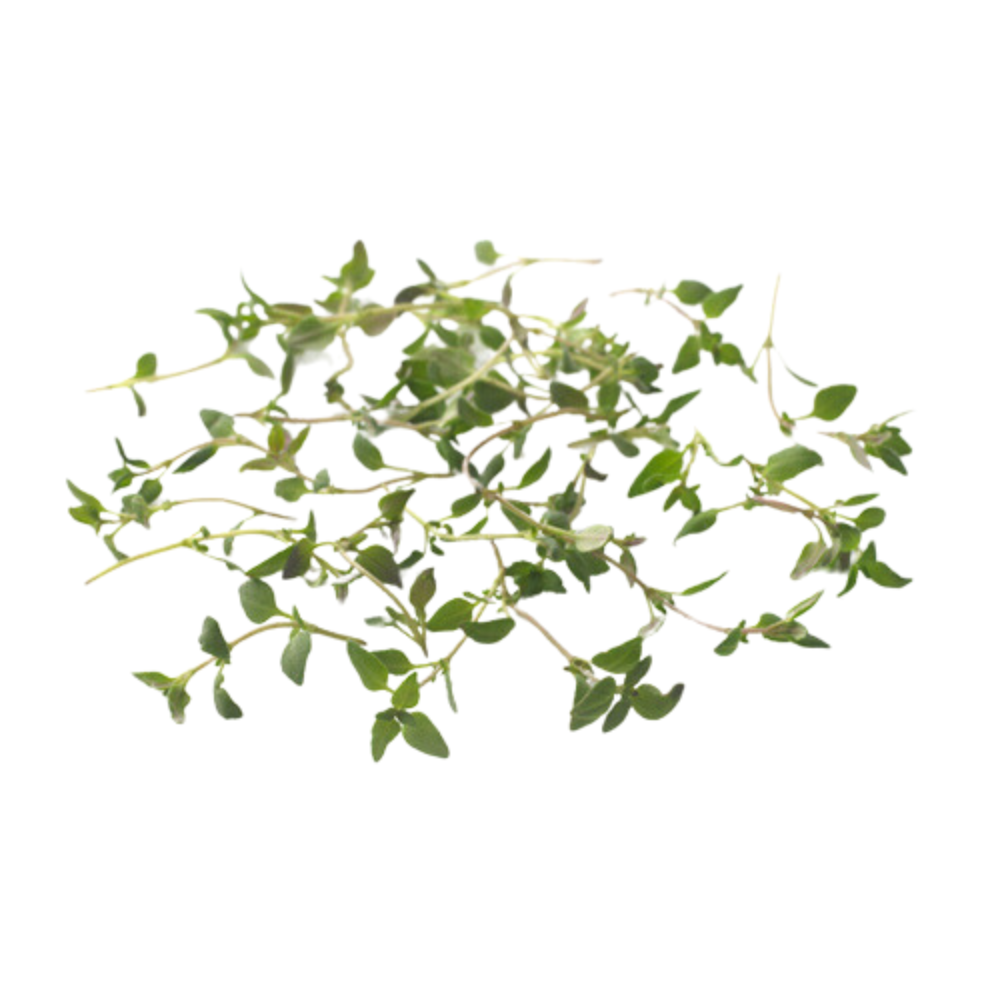 Wholesale Micro Thyme | 8 oz- Bulk