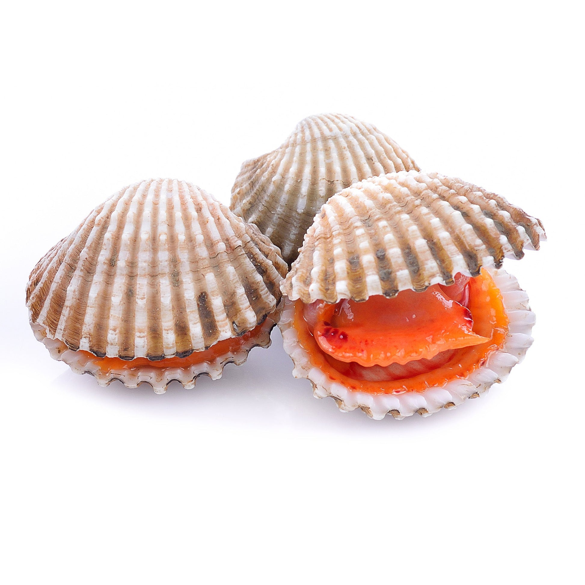 Wholesale Dix Farms Cockle Clams 5lb- Bulk