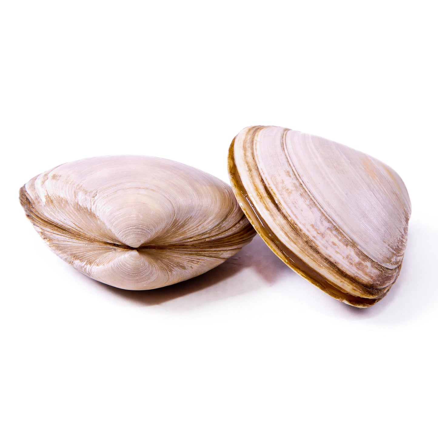 Wholesale Dix Farms Little Neck Clams- Bulk