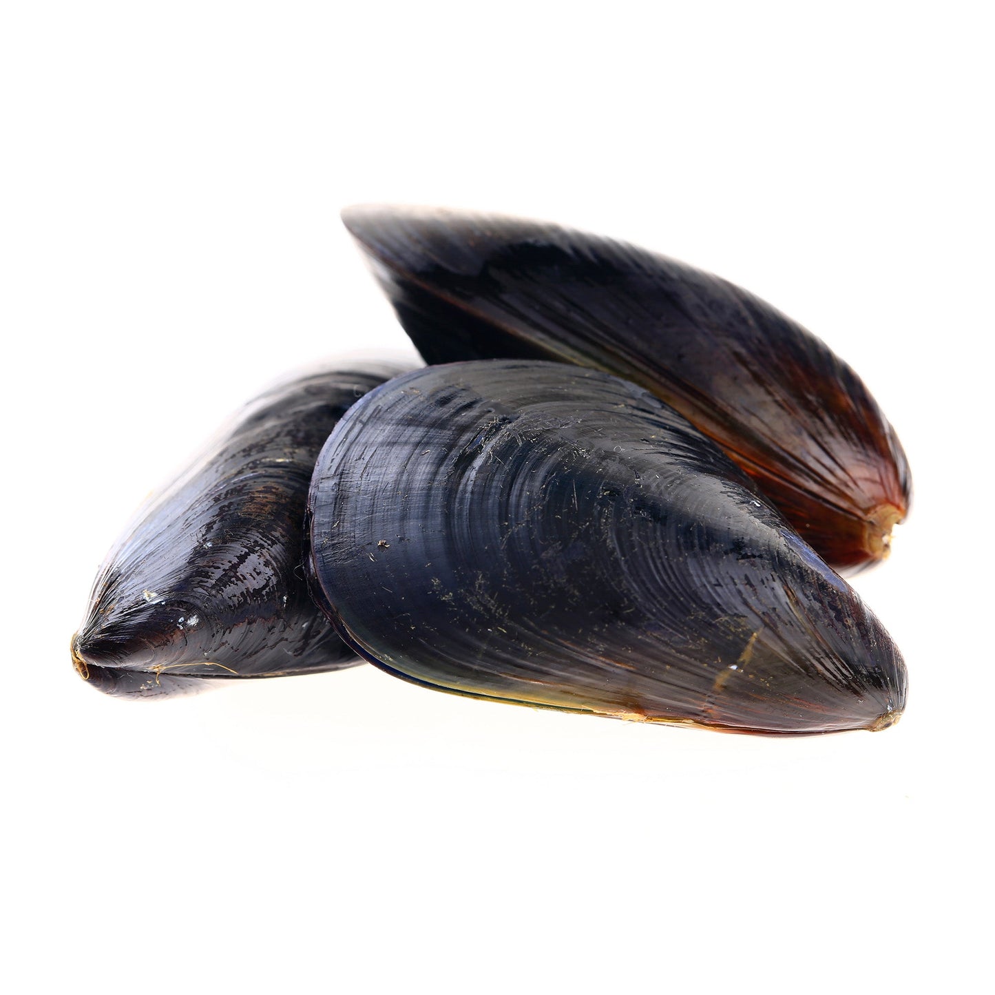 Wholesale Dix Farms Icy Blue Mussels 10lb- Bulk