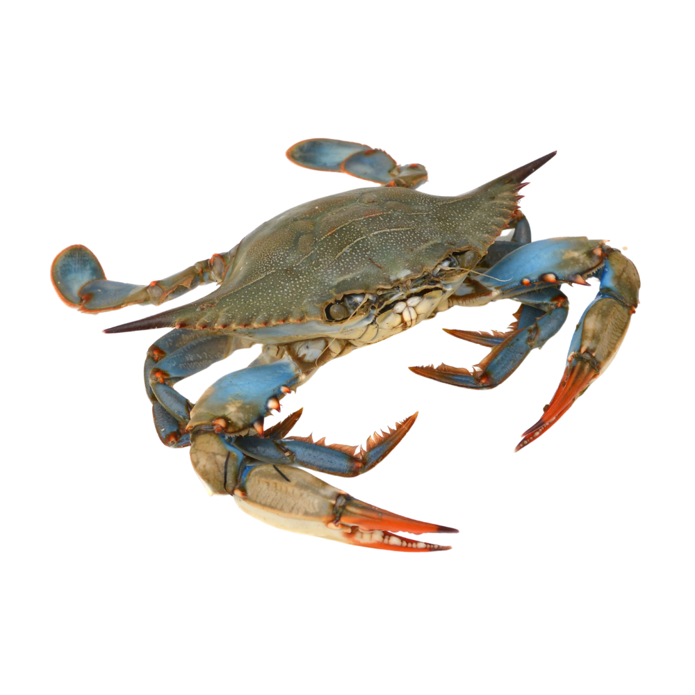 Wholesale BoxNCase Live Fresh Blue Crab | 1 lb avg- Bulk