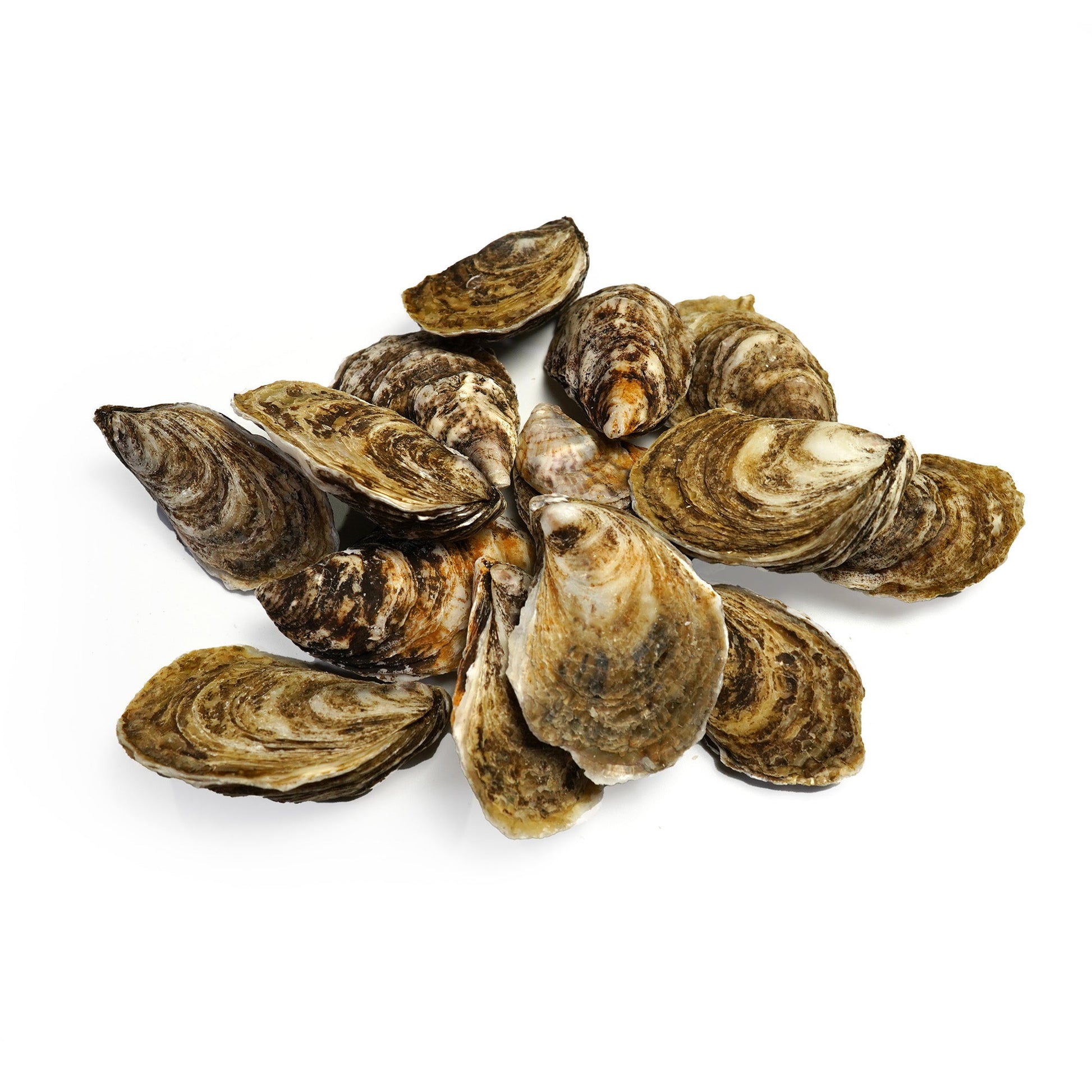 Wholesale Dix Farms Beau Soleil Oysters- Bulk
