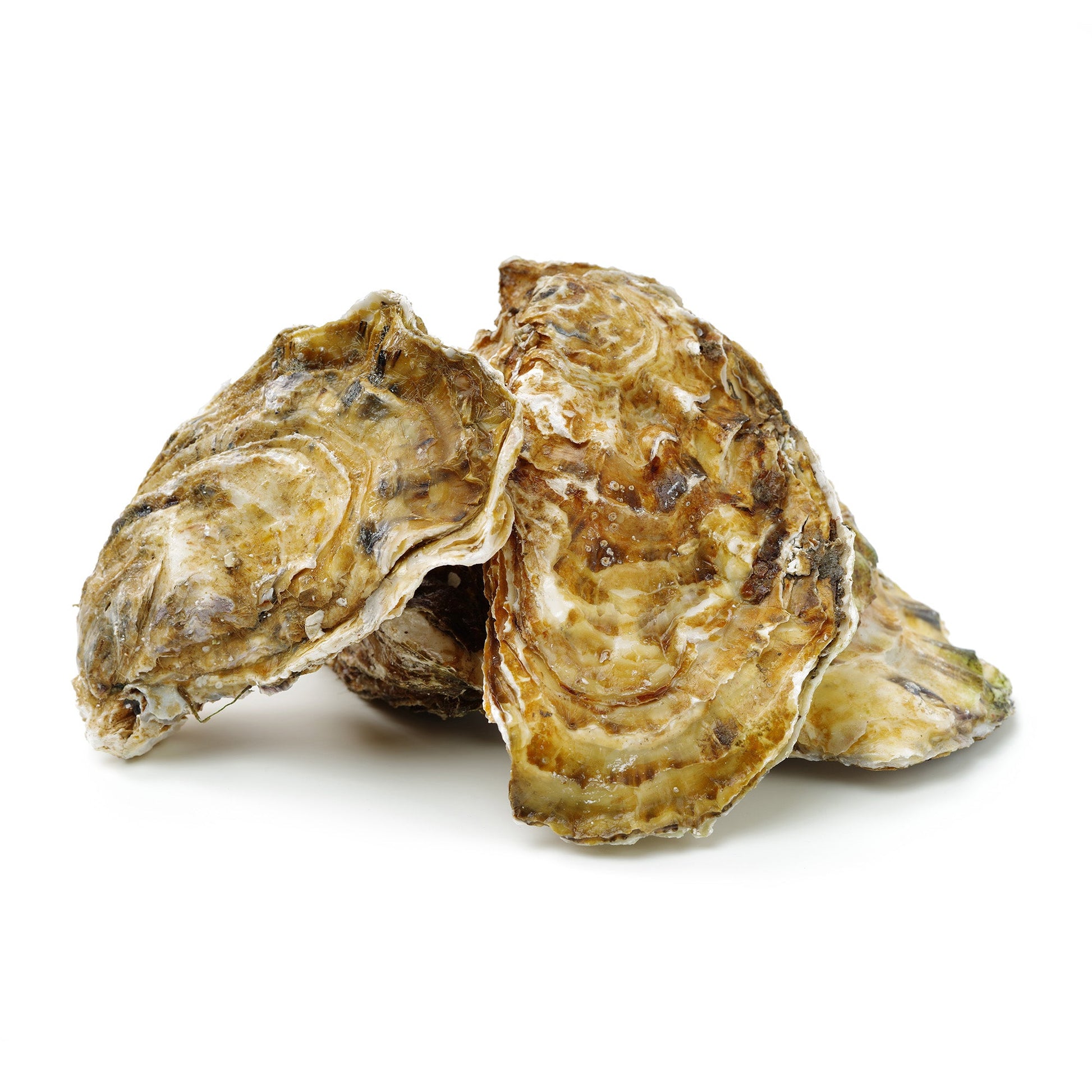 Wholesale Dix Farms Blue Point Oysters- Bulk