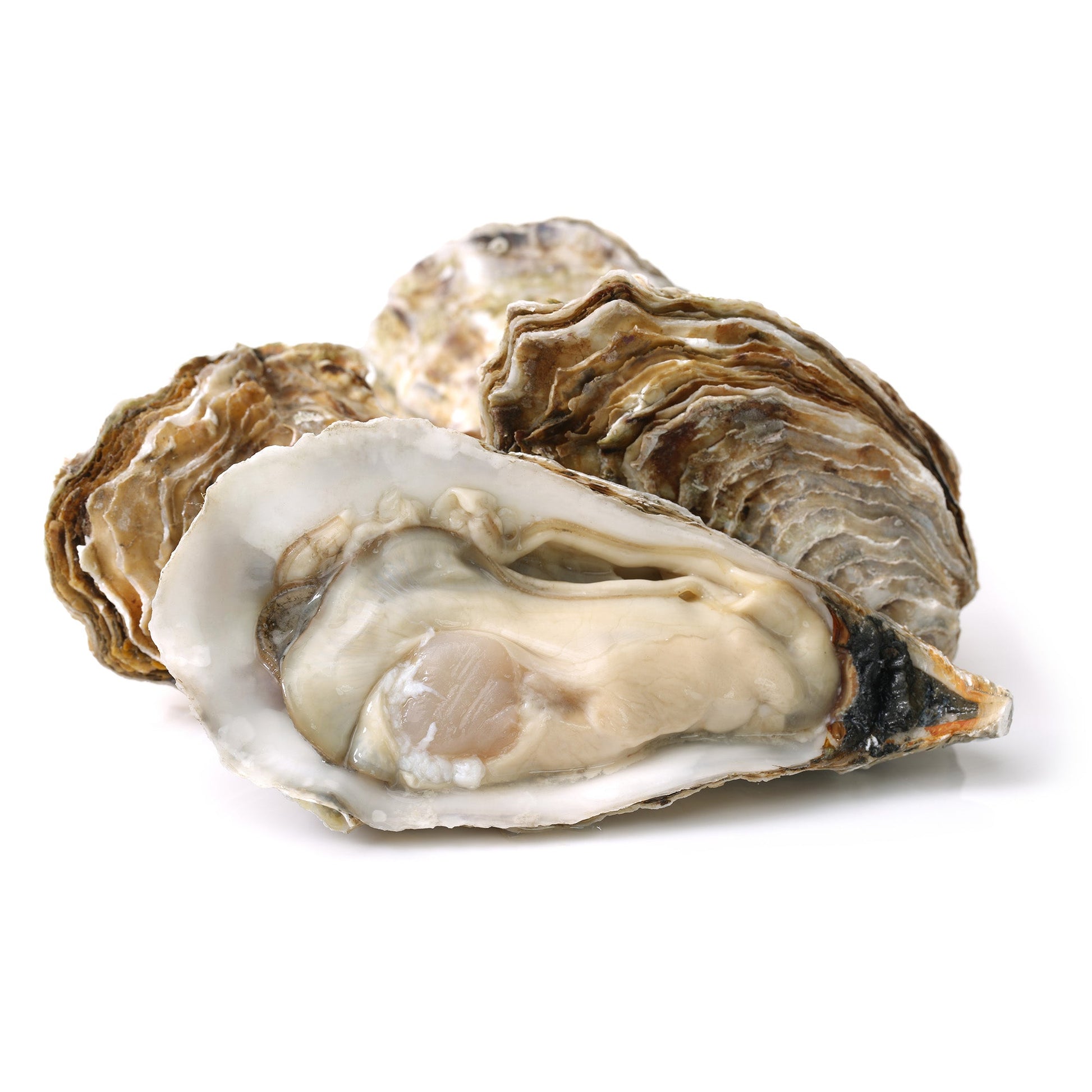 Wholesale Dix Farms Loving Cup Oysters- Bulk