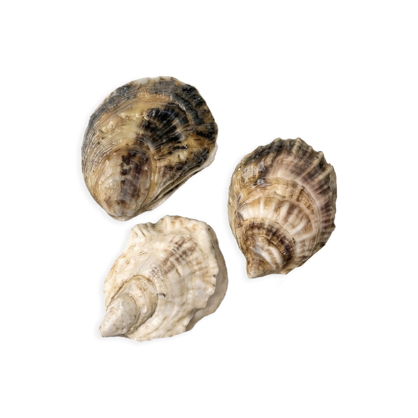 Wholesale Dix Farms Mere Point Oysters- Bulk