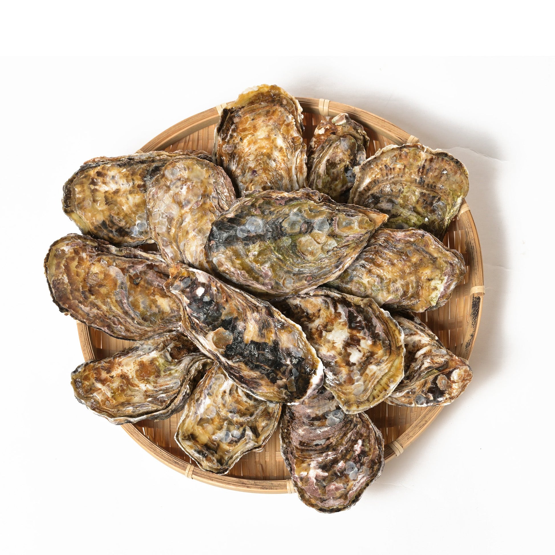 Wholesale Dix Farms Montauk Pearl Oysters- Bulk