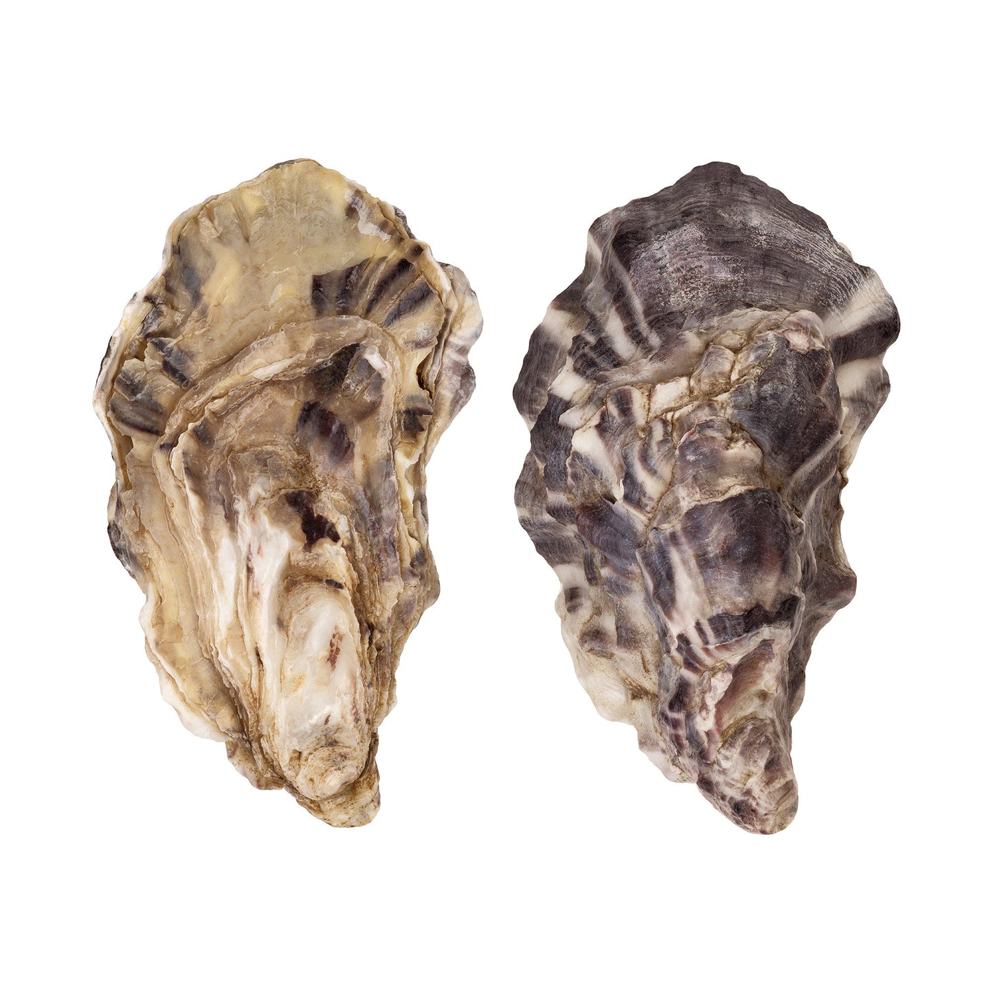 Wholesale Dix Farms Rocky Top Oysters- Bulk