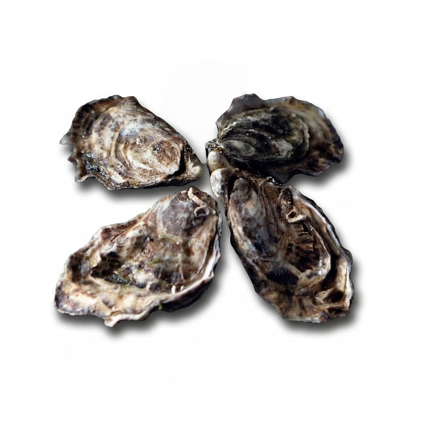 Wholesale Dix Farms Kumamoto Oysters- Bulk
