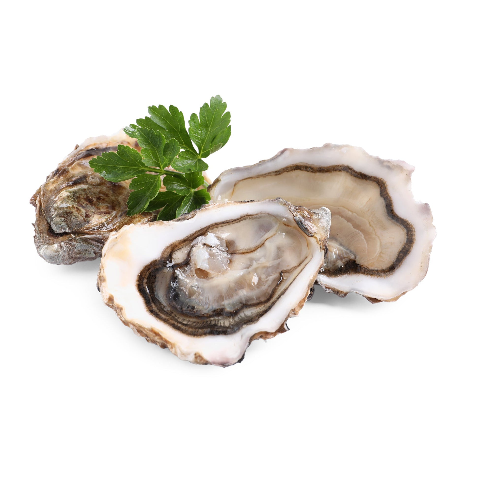 Wholesale Dix Farms Totten Oysters- Bulk