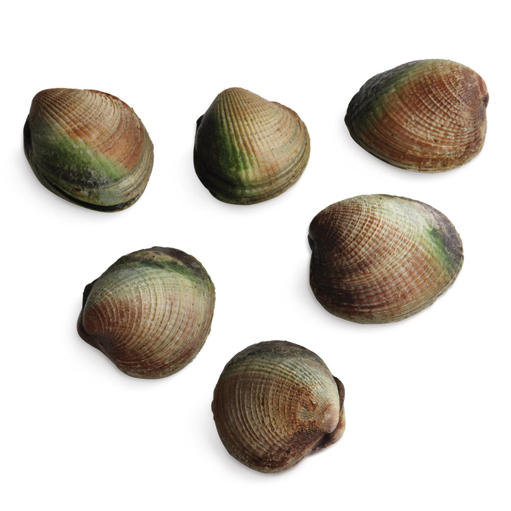 Wholesale BoxNCase Case Cockle Clams From New Zealand- Bulk