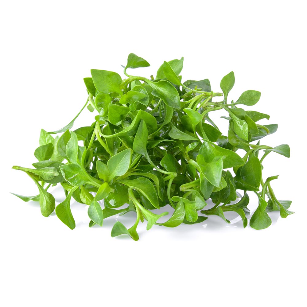 Wholesale B&W Case Watercress Bunch- Bulk