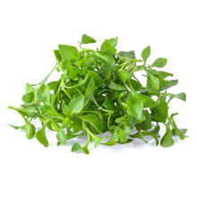 Wholesale B&W Case Watercress Bunch- Bulk