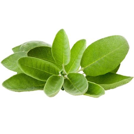 Wholesale Produce Exp Case Sage- Bulk