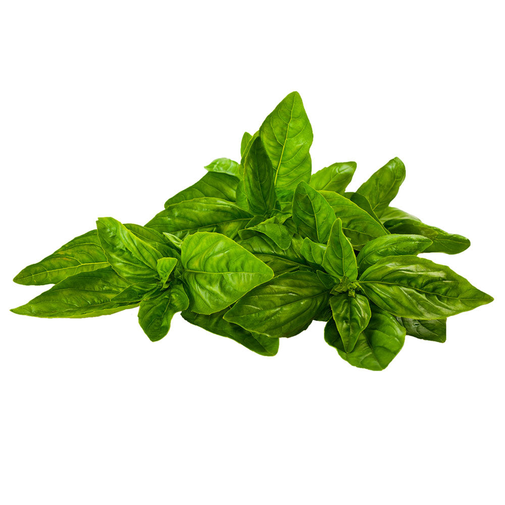 Wholesale Produce Exp Case Fresh Basil- Bulk