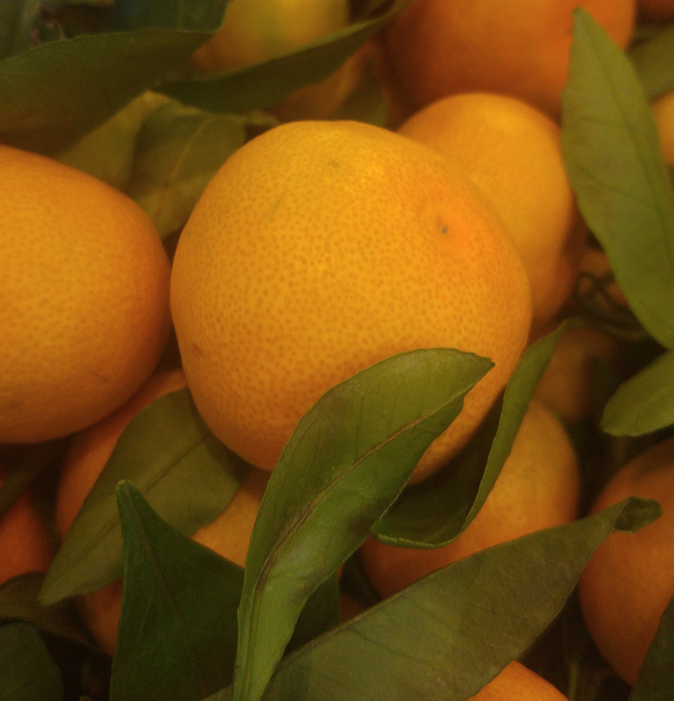 Wholesale Dix Farms Fresh Mandarin Satsuma Stem Leaf- Bulk