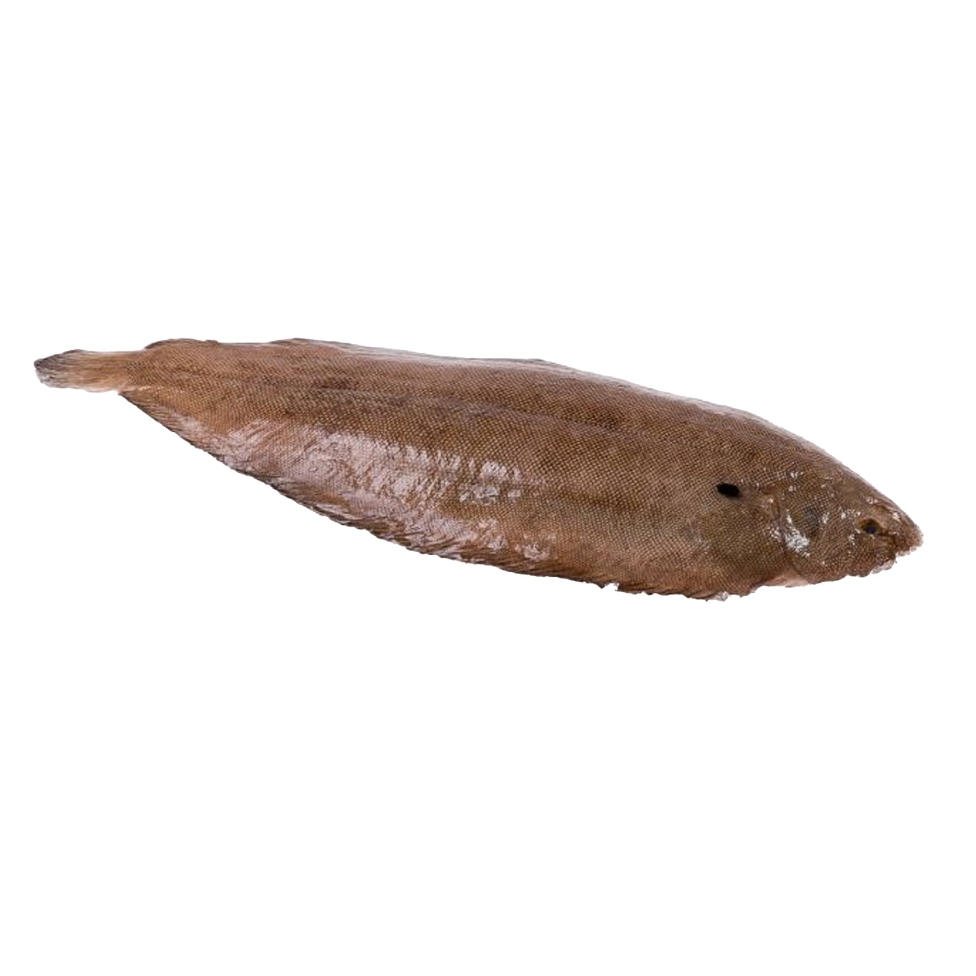 Wholesale Dix Farms Dover Sole Whole 18-20 Oz 5lb- Bulk