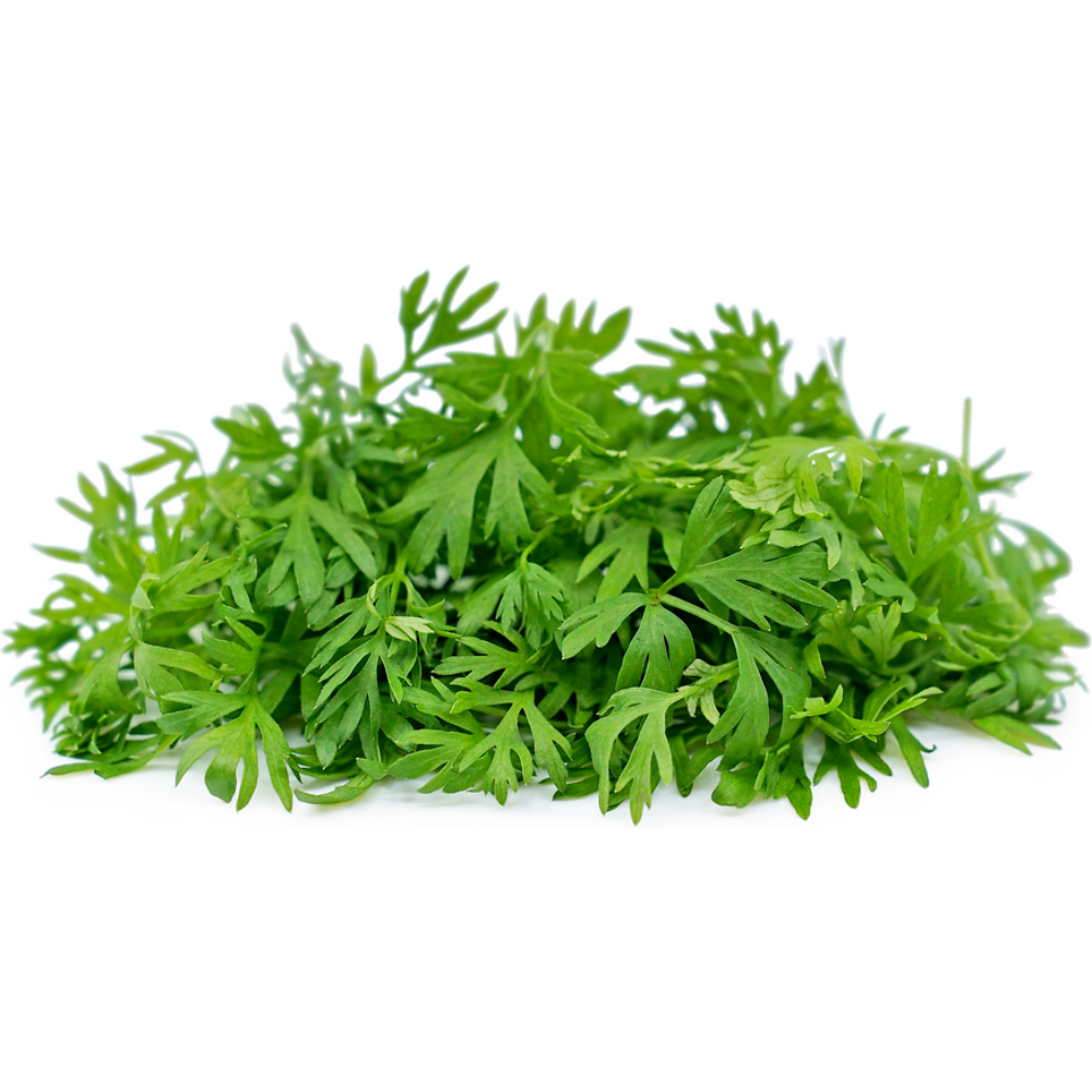 Wholesale Koppert Cress Case Micro Chefs Blend- Bulk
