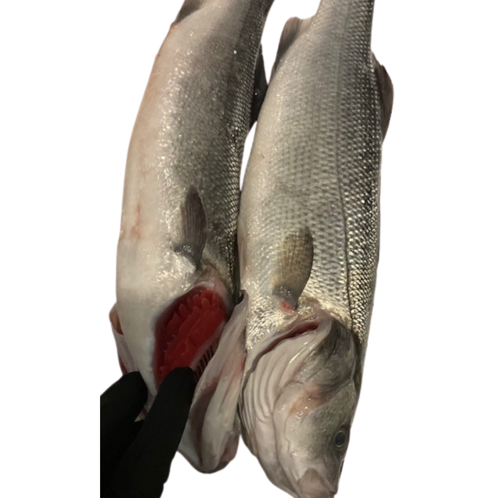 Wholesale Greek Farmed Each 600/800G S&G Farmed Whole Branzino- Bulk