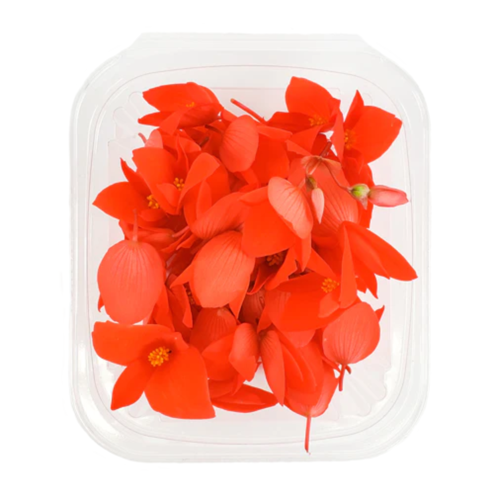 Wholesale Incan Begonia | 50 ct- Bulk