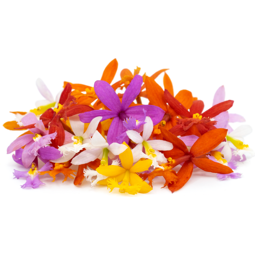 Wholesale Multicolor Orchid Flowers | 50 ct- Bulk