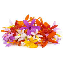 Wholesale Multicolor Orchid Flowers | 50 ct- Bulk