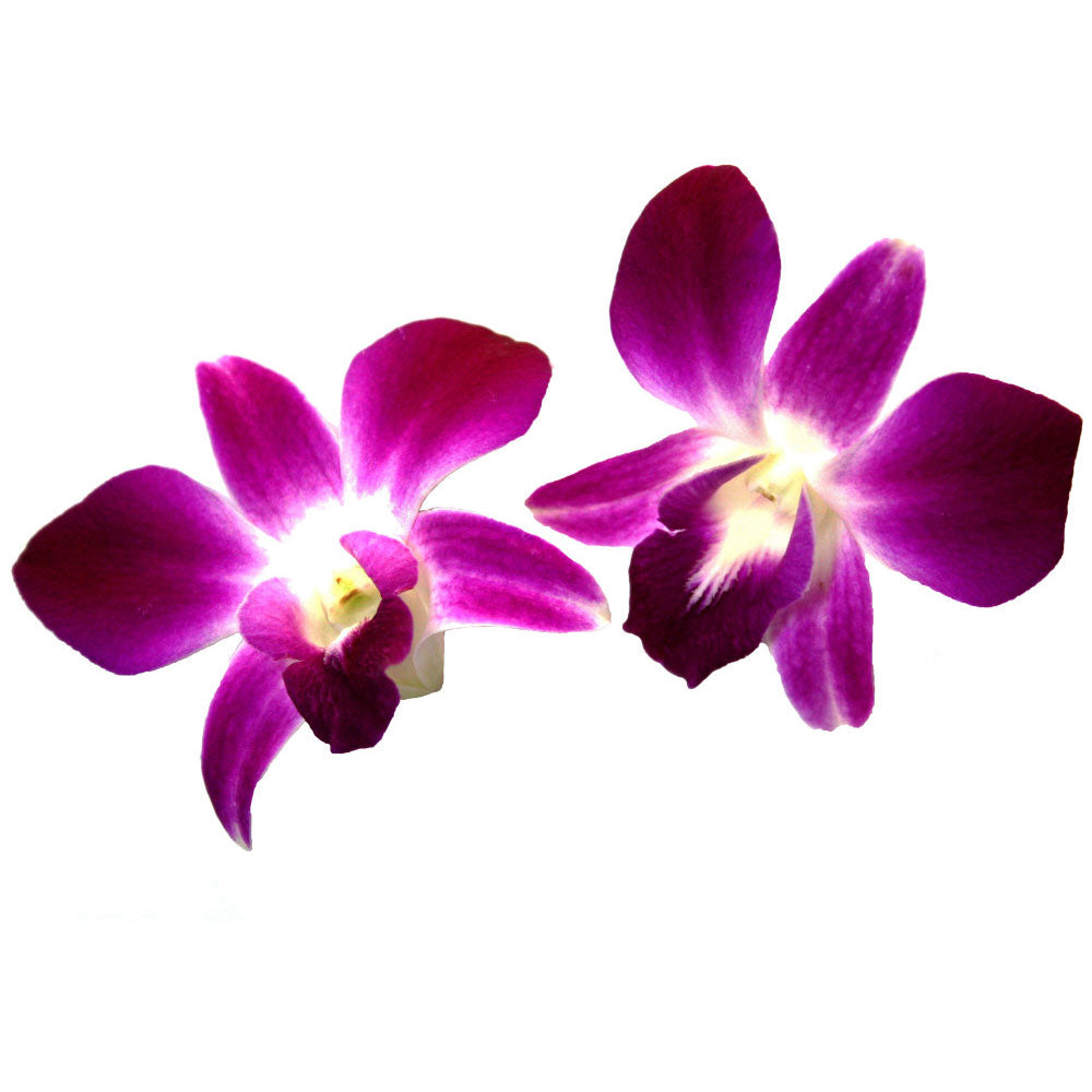 Wholesale Koppert Cress Case Edible Orchid Flowers- Bulk