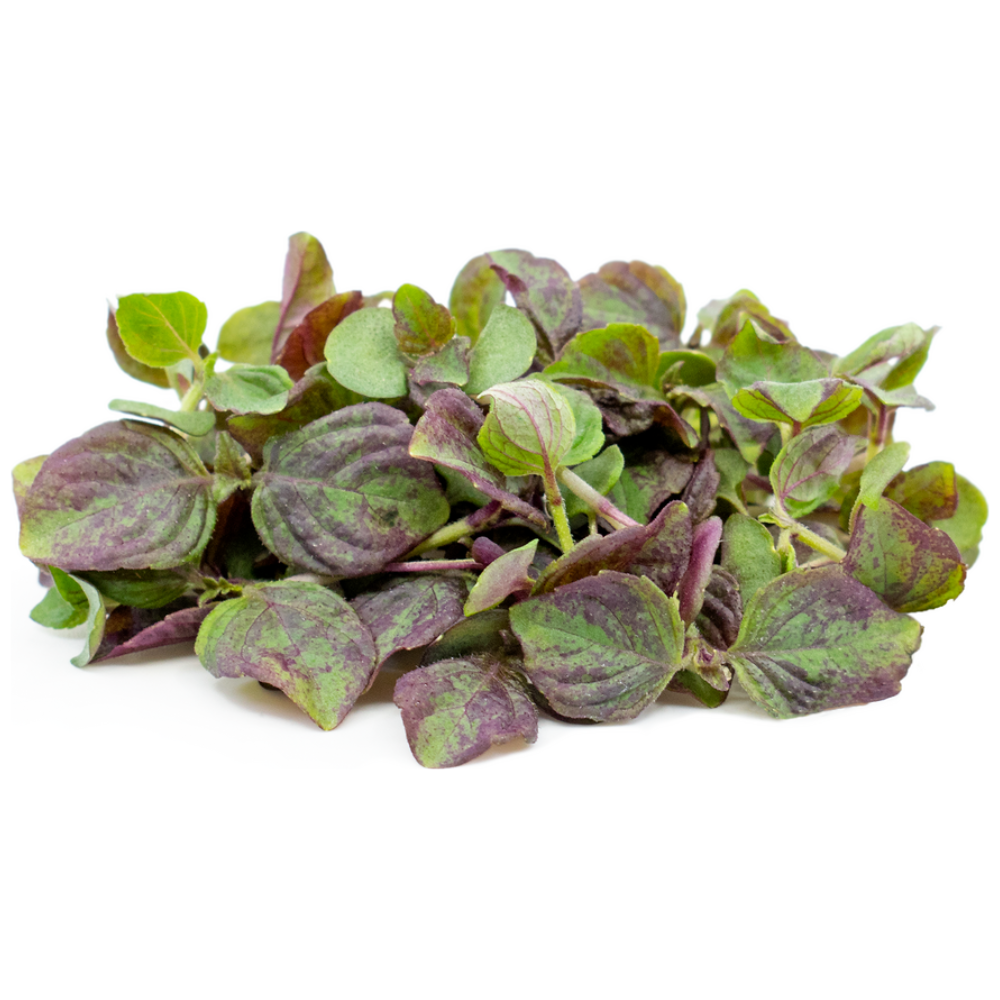 Wholesale Koppert Cress Case Micro Red Shiso- Bulk