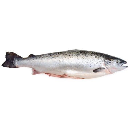 Wholesale Canadian Farm Case 10/12 Skinned & Gutted Whole Salmon- Bulk