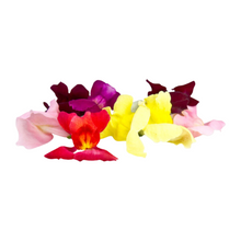 Wholesale Koppert Cress Case Micro Snap Dragon Flowers- Bulk