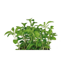 Wholesale Cress Honey | 16 cup bo- Bulk