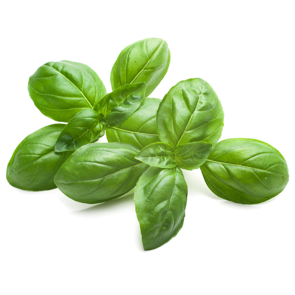 Wholesale Produce Exp Case Cut & Clean Basil- Bulk