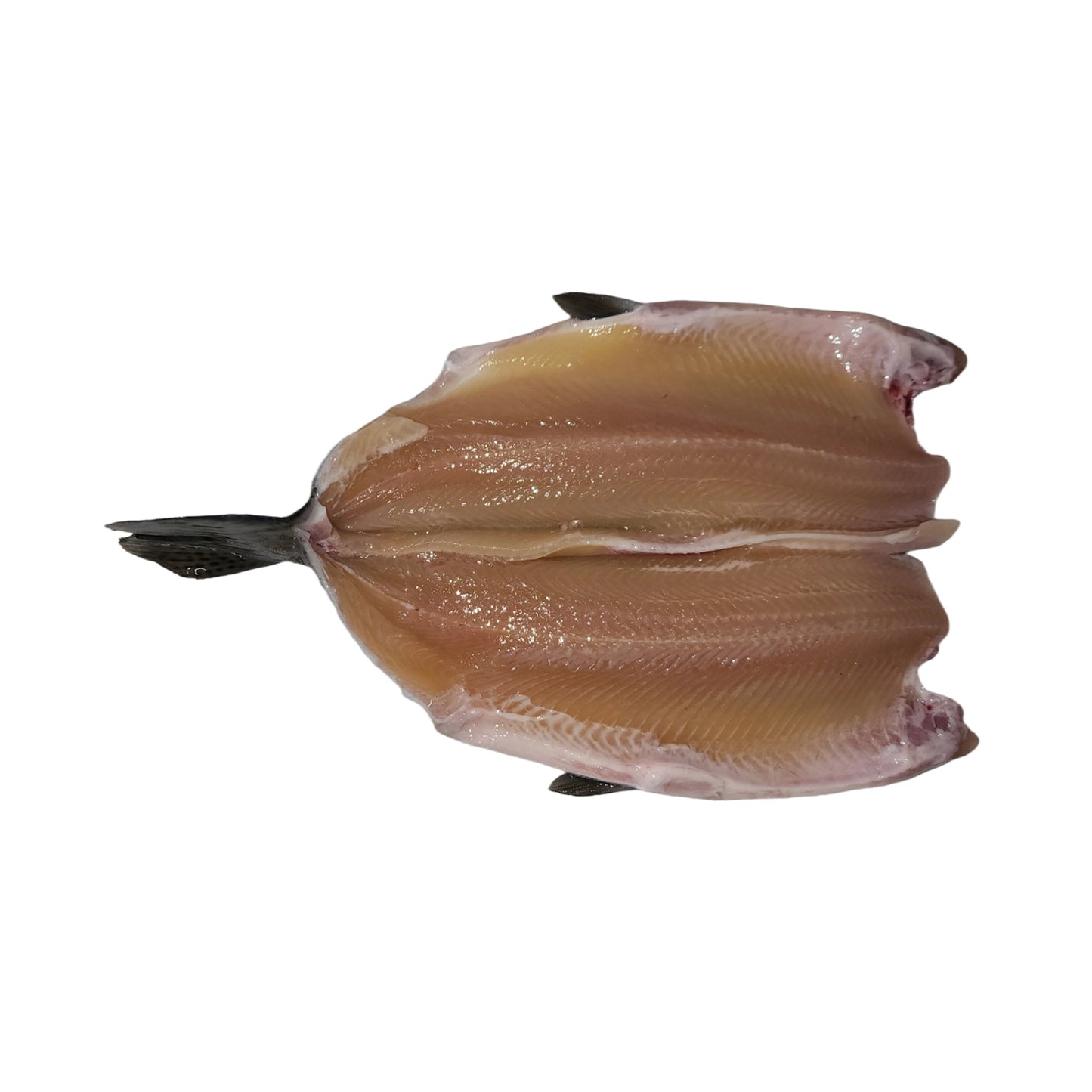 Wholesale Riverence Farmed Brook Trout Butterfly 10-12 Oz 10lb- Bulk