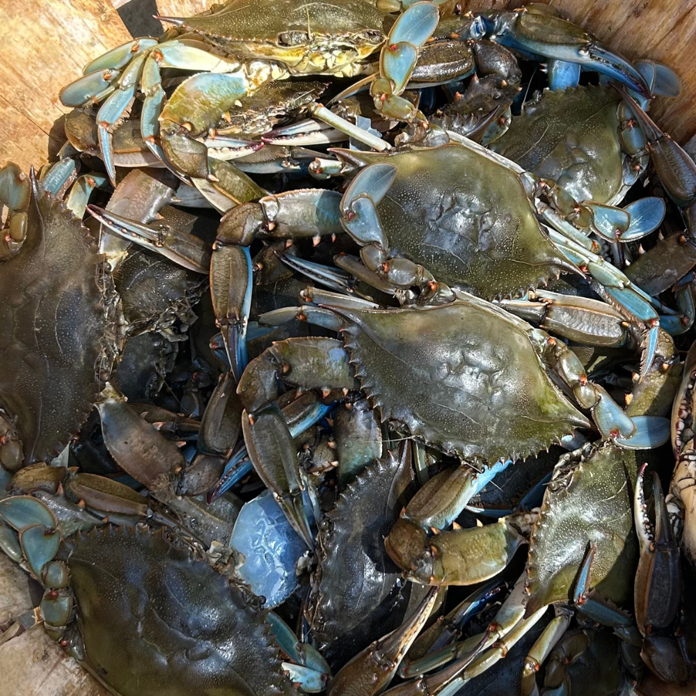 Wholesale Haskell'S Case Blue Claw Crab Whole- Bulk