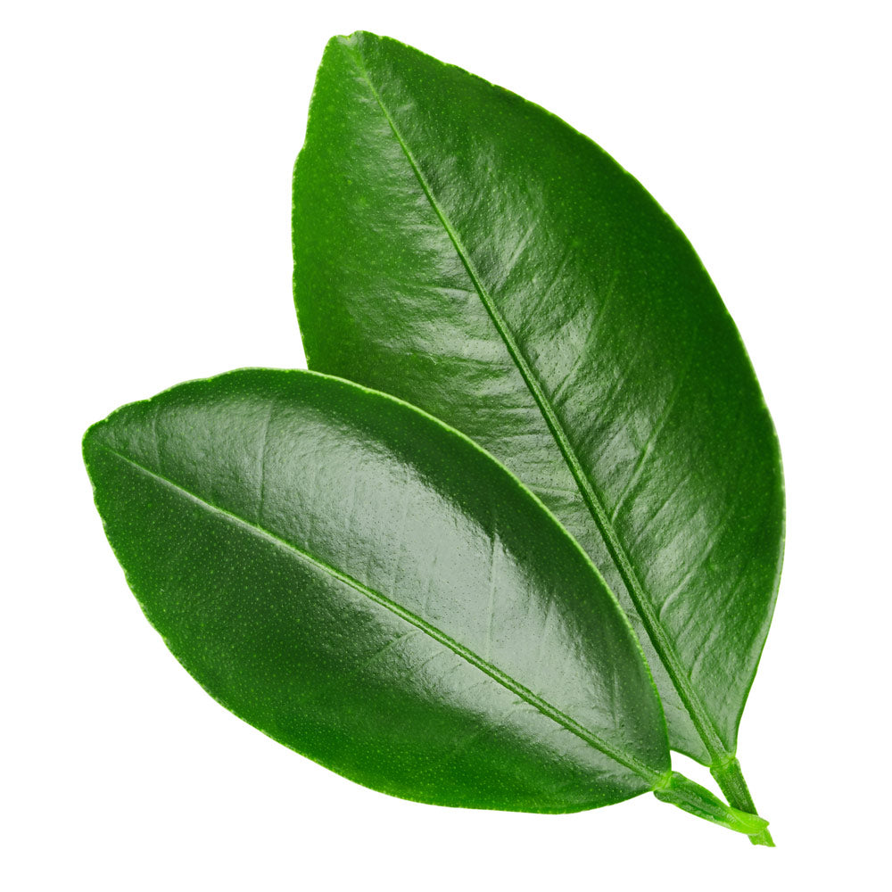 Wholesale Lemon Leaves | 1 bunch- Bulk