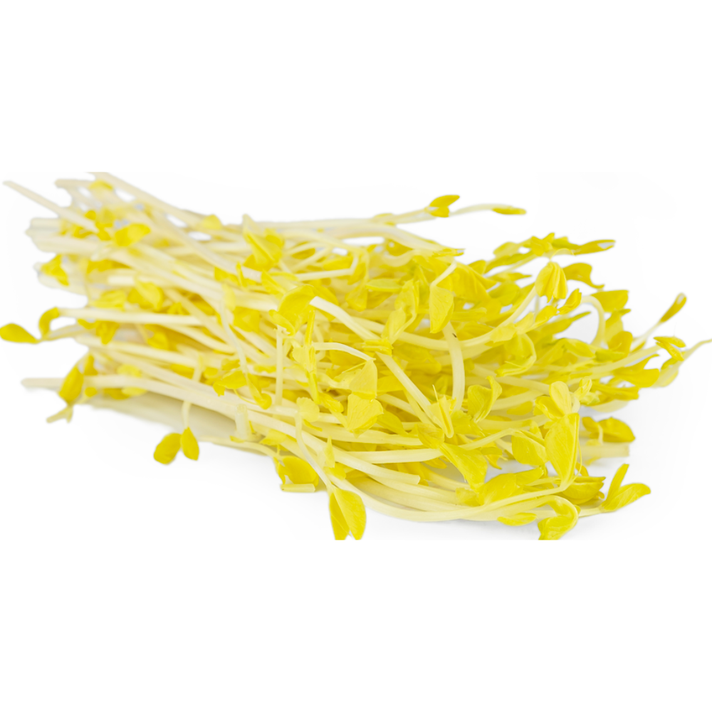 Wholesale Koppert Cress Case Golden Pea Shoot- Bulk