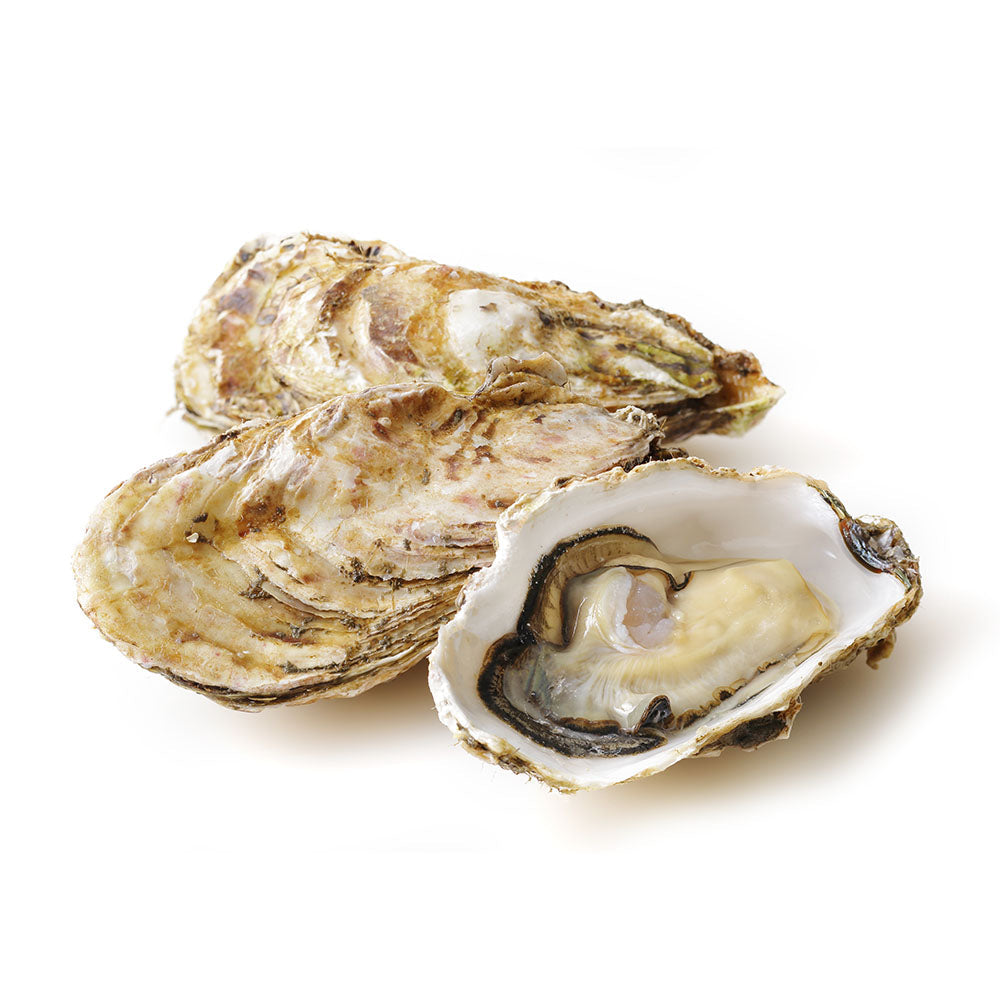 Wholesale Canadian Merasheen Oysters | 100 ct- Bulk
