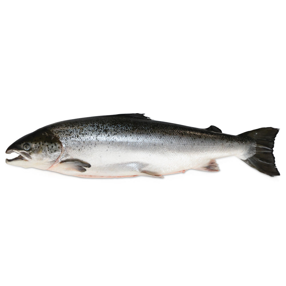 Wholesale Hidden Fjord Case Whole 5/6Kg Faroe Island Salmon- Bulk