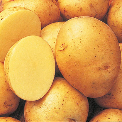 Wholesale BoxNCase Case Yellow C Potato- Bulk
