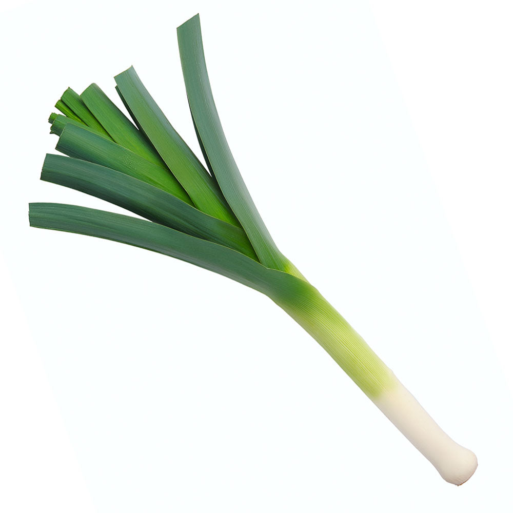 Wholesale BoxNCase Case Holland Leeks- Bulk