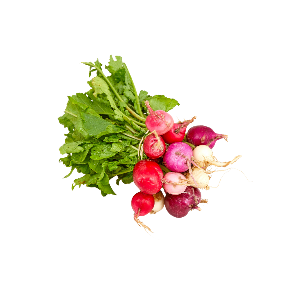Wholesale Rainbow Radish Bunched | 12 bunch- Bulk