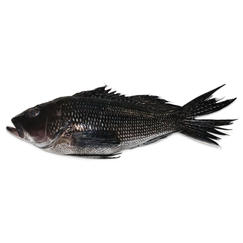 Wholesale Usa Wild Case Whole Black Sea Bass- Bulk