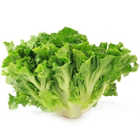 Wholesale BoxNCase Case Escarole- Bulk