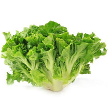 Wholesale BoxNCase Case Escarole- Bulk
