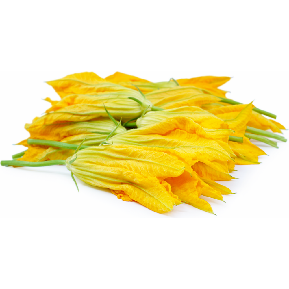 Wholesale Fresh Origins Case Holland Squash Blossom- Bulk